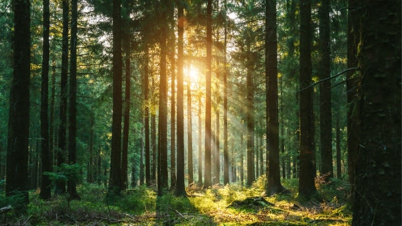 Lessons From the Forest