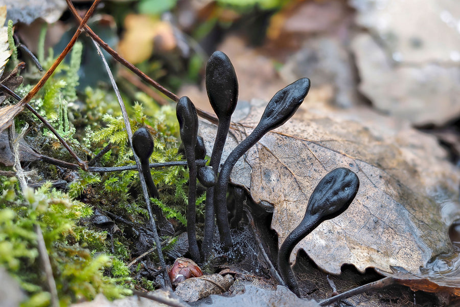 Researchers observed fungi talking to each other in the forest
